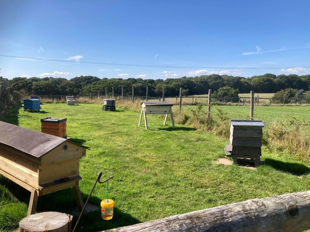 Apiary Hives August 2023